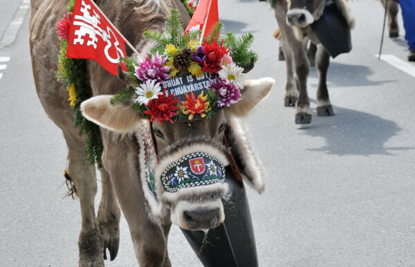 Alpabfahrt 2014